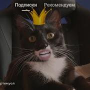 Мой Кот Стал Тиктокером