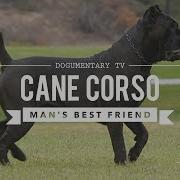 Cane Corso