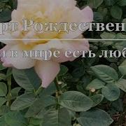 Песея Елочка Нарядеа Ольховской