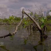 Mangrove Forest