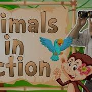 Animals In Acction