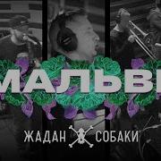 Собаки Мальви