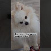 Радостный Лай Собаки