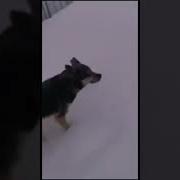 Очкошник Мем
