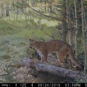 Cougar Sounds