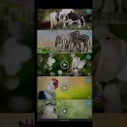 Animals Ringtones