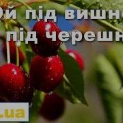 Ой Пид Вишнею Пид Черешнею