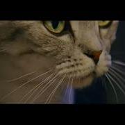 Реклама Whiskas 2017 Вискас День Ночь