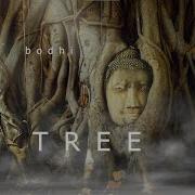 Bodhi Tree Meditation Healing