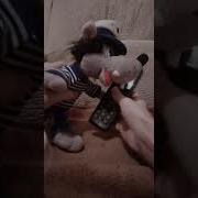 Ну Погоди Алло Это Заяц