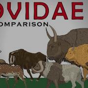 Bovidae Size Comparison