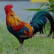 Rooster Alarm Ringtone