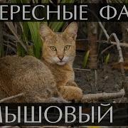 Камышовый Кот