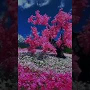 Дороже Нет И Ближе Родительской Любви