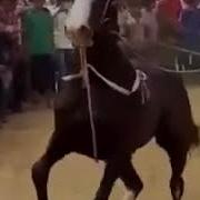 Конь Танцует Лучше Всех