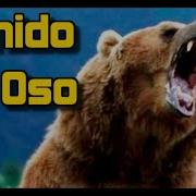 Rugido De Oso