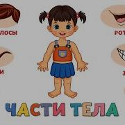 Части Тела