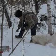 Специальный Репортаж Крылатые Охотники