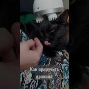 Как Приручить Дракона Котик