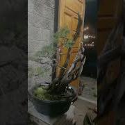 Гамаи