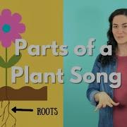 Rooted