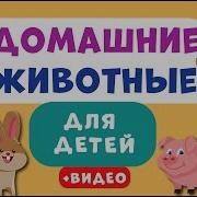 Физминутка Домашние Животные