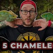 Have You Ever Heard Chamalleon