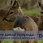 Природа Док Фильм