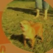 Животный Смех Стс Анонс