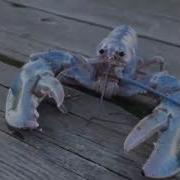 Blue Lobster