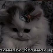 Котенок Папин Олимпос Speed Up