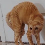 Cat Scared Scream