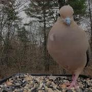 Mourning Dove