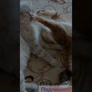 Ты Будешь Меня Любить Даже Когда Я Психованная