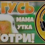 Гусь Мама Утка Смотри Я Кручусь Туды Сюды