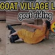 Goat Riding Full Weight