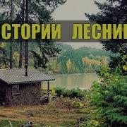 Истории Из Жизни Лесника На Ночь Судьба