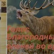 Голос Благородного Оленя Марал Изюбрь Во Время Гона