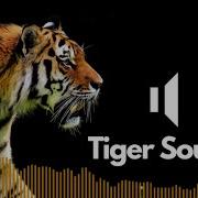 Tiger Roar No Copyright