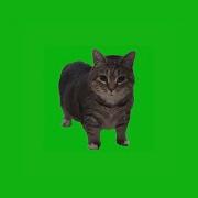 Oiia Cat Remix