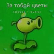 За Тобой Цветы Slowed Reverb