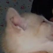 Asmara Desah Dibikin Enak Sama Adek