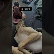 Я Плохая Ты Хороший Рот От Гнева Перекошен