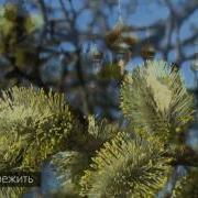 Юлия Славянская Остается Пережить