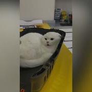 White Cat Screaming Meme