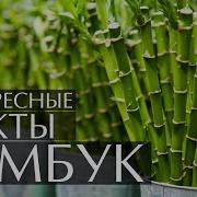 Бамбук Интересные Факты