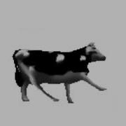 Dancing Polish Cow