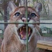 Cougar Talk