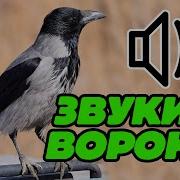 Карканье Вороны Слушать