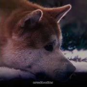 Edits Dog